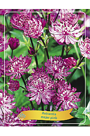 Astrantia major pink Ø11