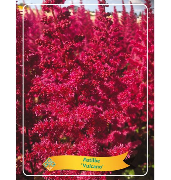 Astilbe Vulcano Ø11