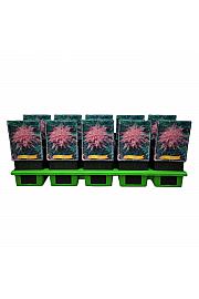 Astilbe Sprite Ø11