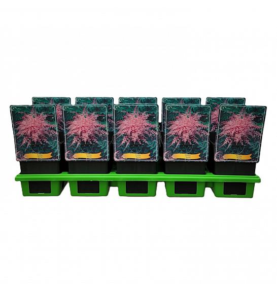 Astilbe Sprite Ø11