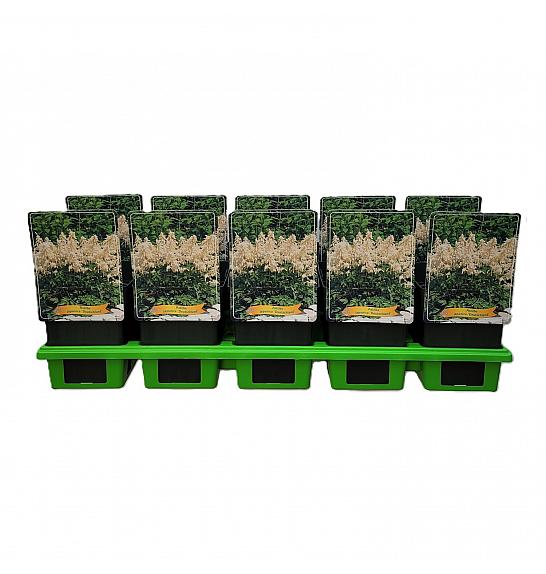 Astilbe japonica Deutschland Ø11