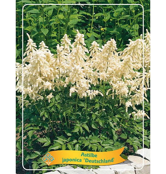 Astilbe japonica Deutschland Ø11