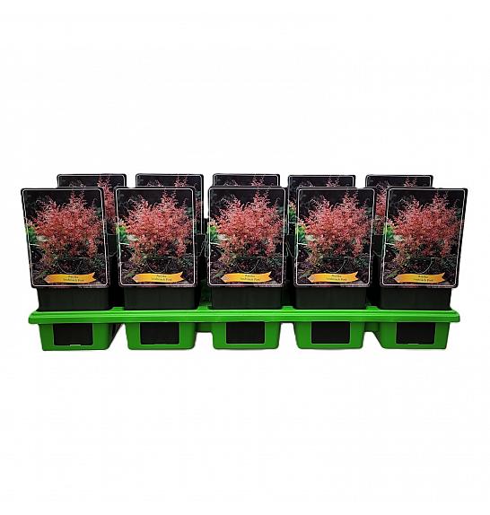 Astilbe Inshriach Pink Ø11