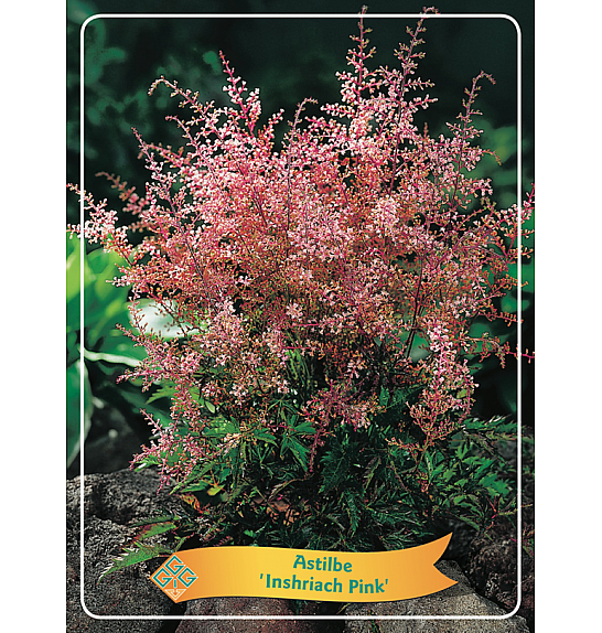 Astilbe Inshriach Pink Ø11