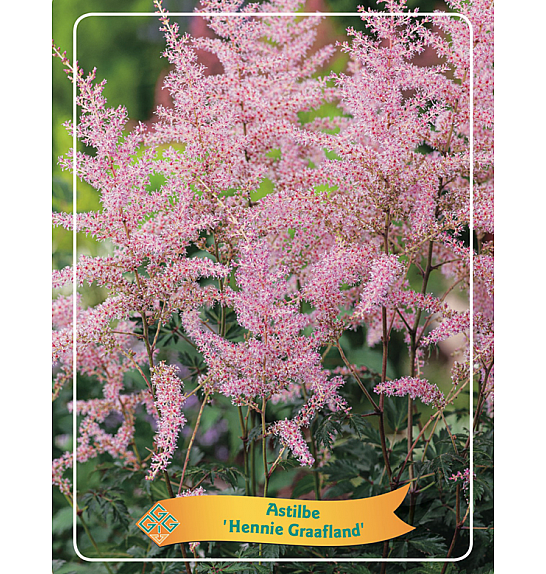 Astilbe Hennie Graafland Ø11