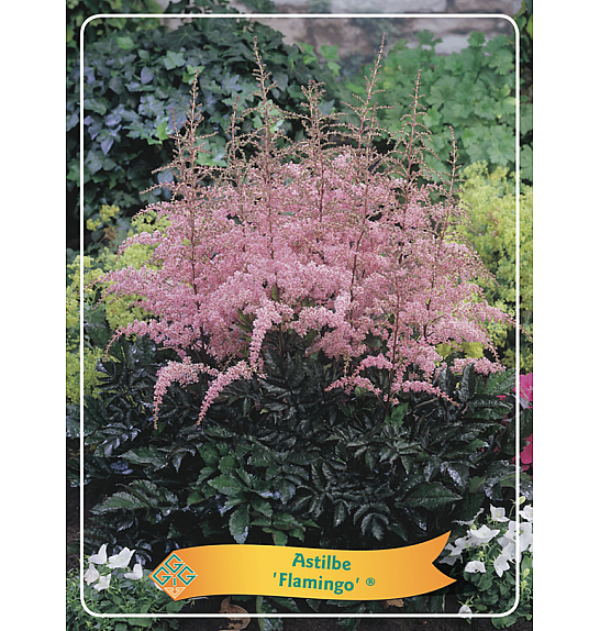Astilbe Flamingo® Ø11