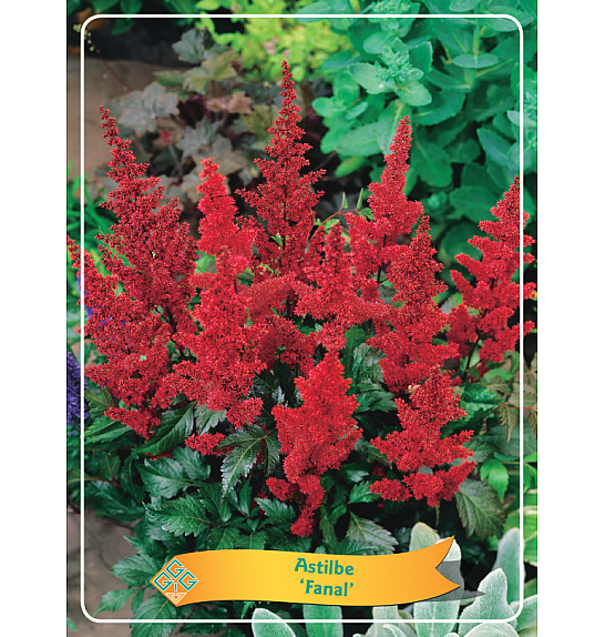 Astilbe Fanal Ø11