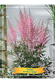 Astilbe Erika Ø11