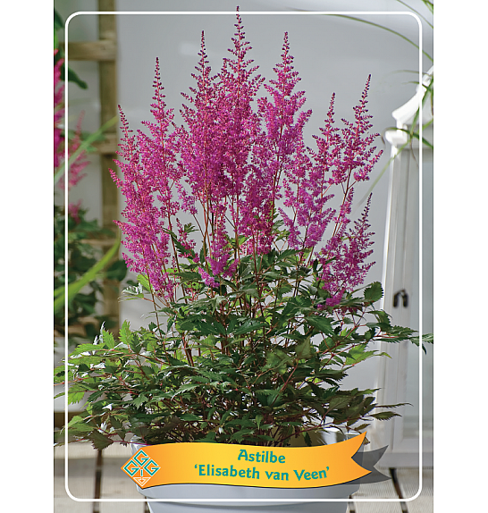 Astilbe Elisabeth van Veen Ø11