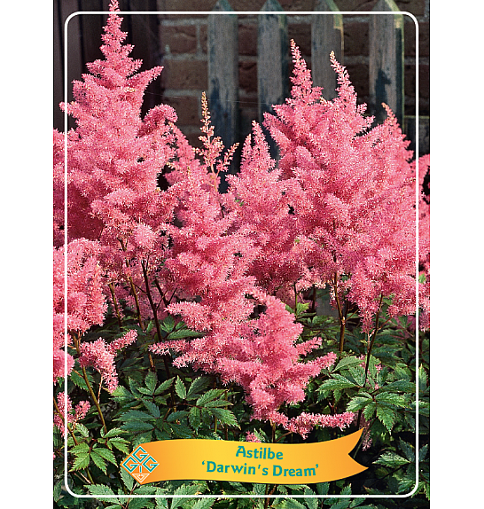 Astilbe Darwins Dream Ø11