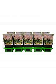 Astilbe chinensis Visions Inferno ® Ø11