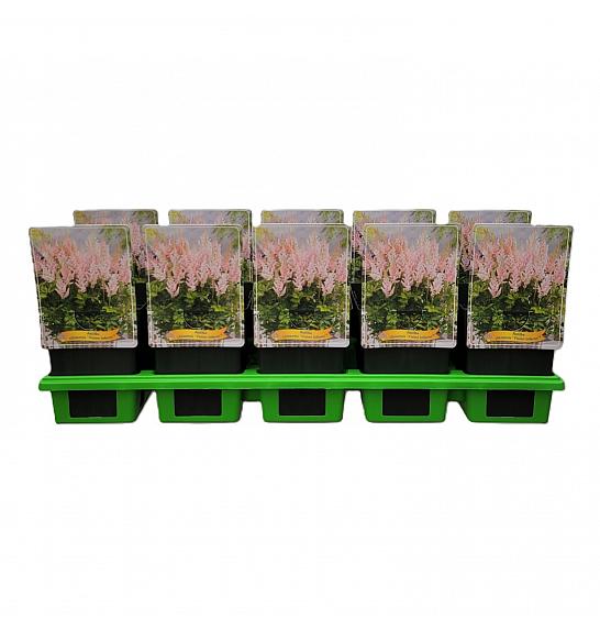 Astilbe chinensis Visions Inferno ® Ø11