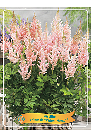 Astilbe chinensis Visions Inferno ® Ø11