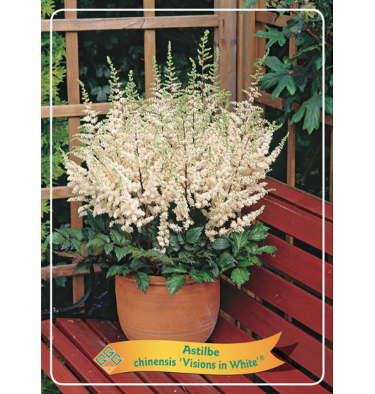 Astilbe chinensis Visions in White ® Ø11
