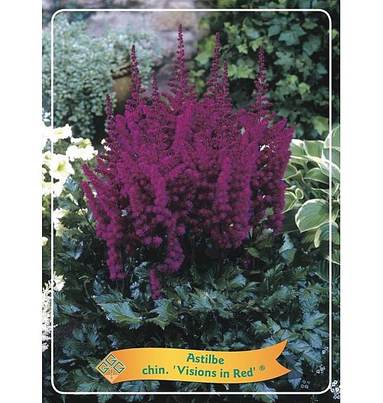 Astilbe chinensis Visions in Red ® Ø11