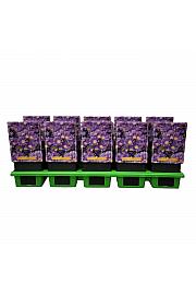 Aster Woods Purple Ø11