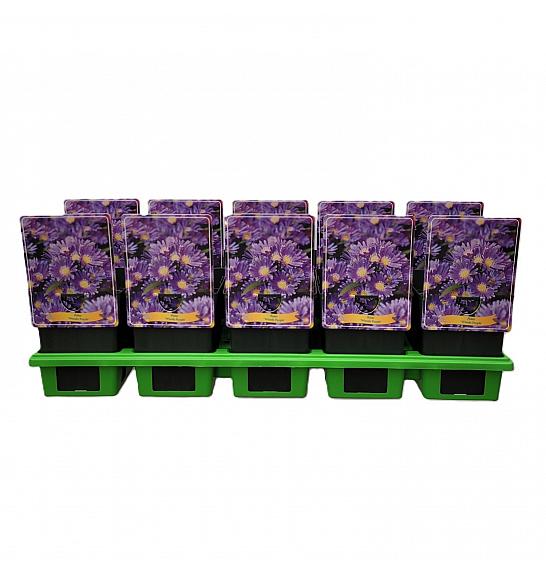 Aster Woods Purple Ø11