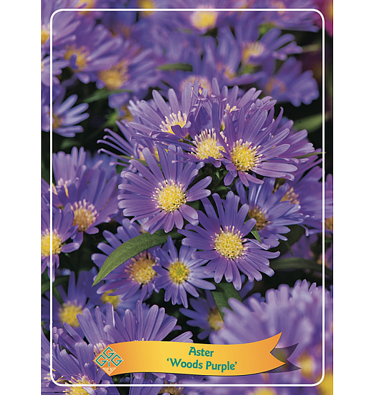 Aster Woods Purple Ø11