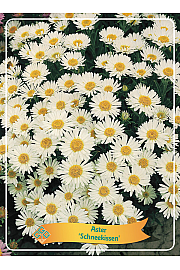 Aster Schneekissen Ø11