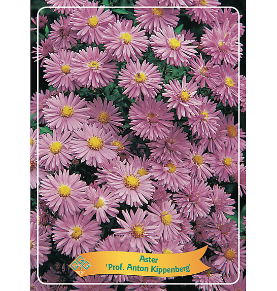 Aster Prof. Anton Kippenberg Ø11