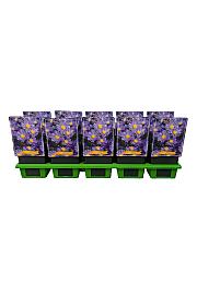 Aster Lady in Blue Ø11