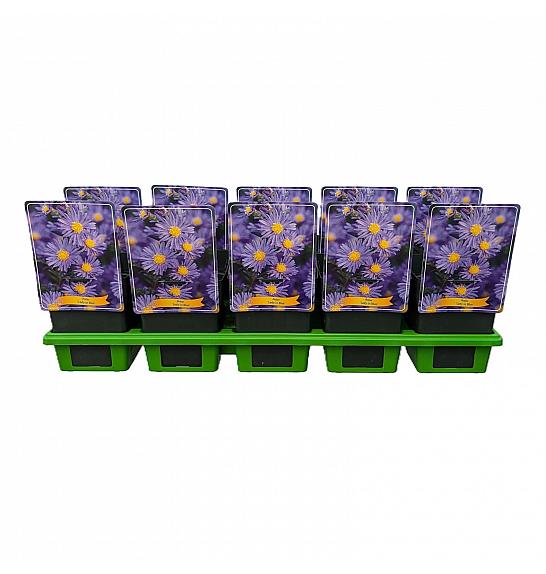 Aster Lady in Blue Ø11