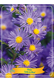Aster Lady in Blue Ø11