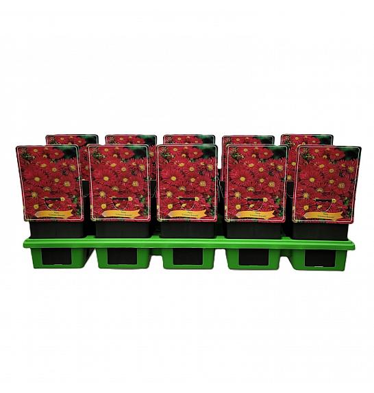Aster Crimson Brocade Ø11
