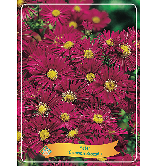 Aster Crimson Brocade Ø11