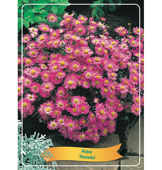 Aster Anneke Ø11