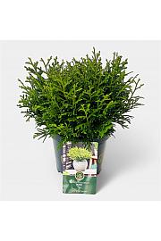 Thujopsis dolobrata Nana C2,5 Lit. 15-20 cm