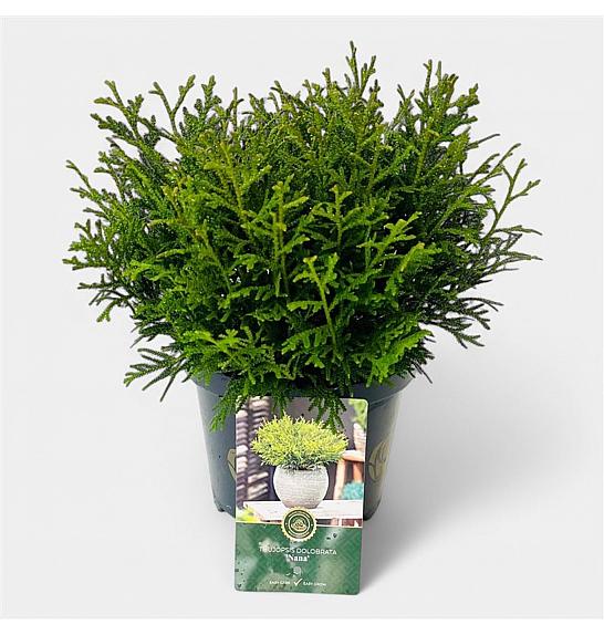 Thujopsis dolobrata Nana C2,5 Lit. 15-20 cm