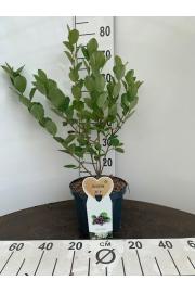 Aronia prunifolia Viking C5 Lit. 40-60 cm
