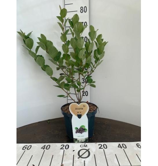 Aronia prunifolia Viking C5 Lit. 40-60 cm