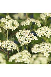 Aronia prunifolia Viking C2,5 Lit. 40-60 cm