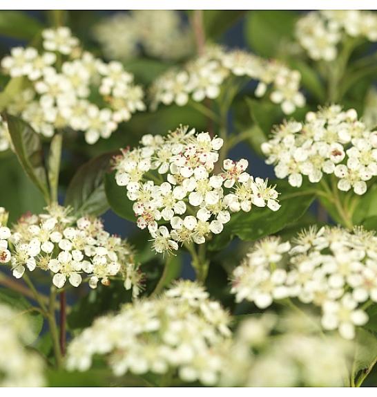 Aronia prunifolia Viking C2,5 Lit. 40-60 cm