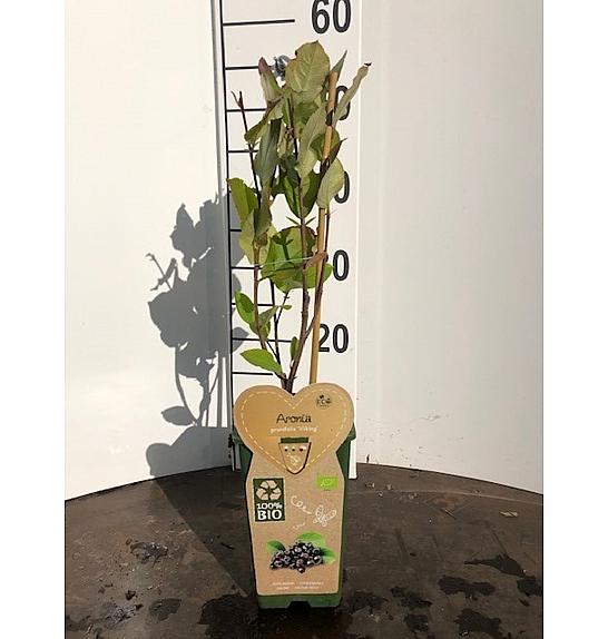 Aronia prunifolia Viking C2 Lit. 30-40 cm BIO