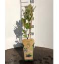 Aronia prunifolia Viking C2 Lit. 40-60 cm BIO