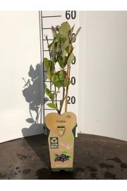 Aronia prunifolia Viking C2 Lit. 40-60 cm BIO