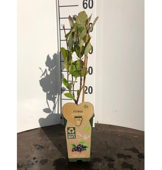 Aronia prunifolia Viking C2 Lit. 40-60 cm BIO