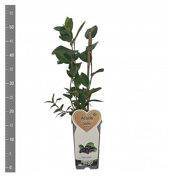 Aronia prunifolia Viking C2 Lit. 30-40 cm