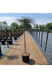 Thuja plicata Whipcord C20 Lit. Na steblu 100 cm