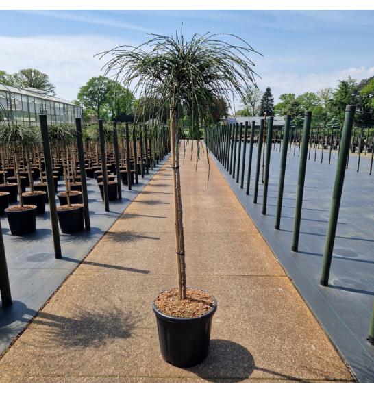 Thuja plicata Whipcord C20 Lit. Na steblu 100 cm