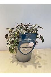 Aroma riserva Salvia tricolor Ø14