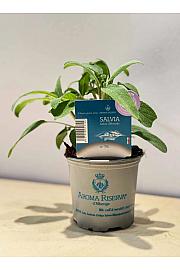 Aroma riserva Salvia officinalis Ø9