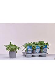 Aroma riserva Salvia officinalis Ø14