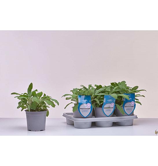 Aroma riserva Salvia officinalis Ø14