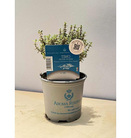 Aroma riserva Thymus silver queen Ø9