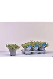 Aroma riserva Thymus silver queen Ø14