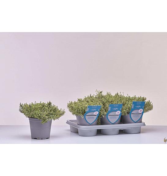 Aroma riserva Thymus silver queen Ø14